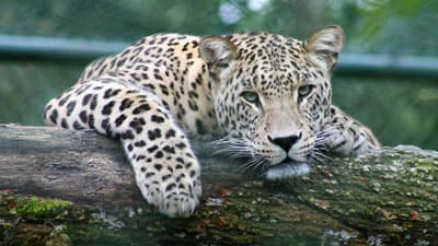 gharareSabz slider-1